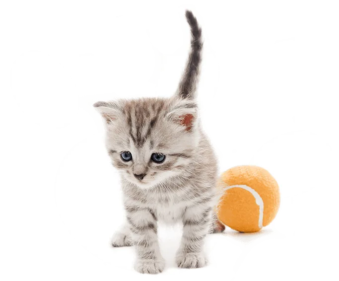 el gato persa oviedo